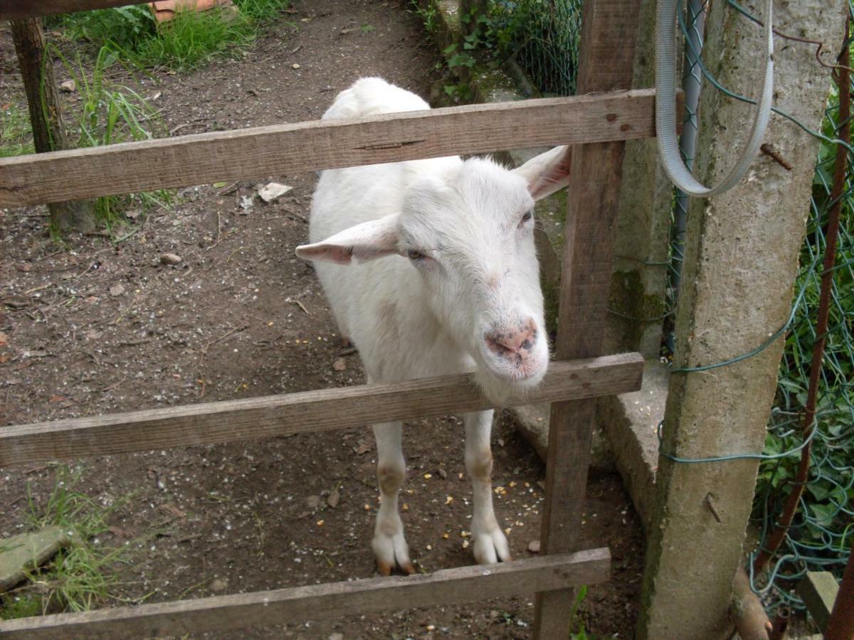 Casa Do Moinho Rural Campo E Praia , 9 Pessoas, Animais Benvindos 에스피뇨 외부 사진